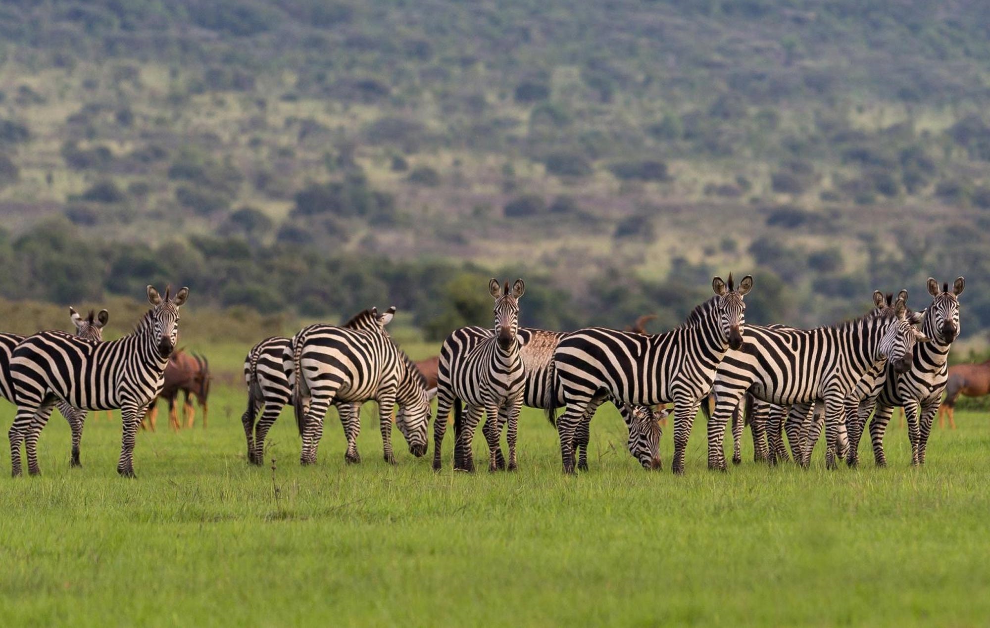 Cost of 3 days Akagera safari in Rwanda